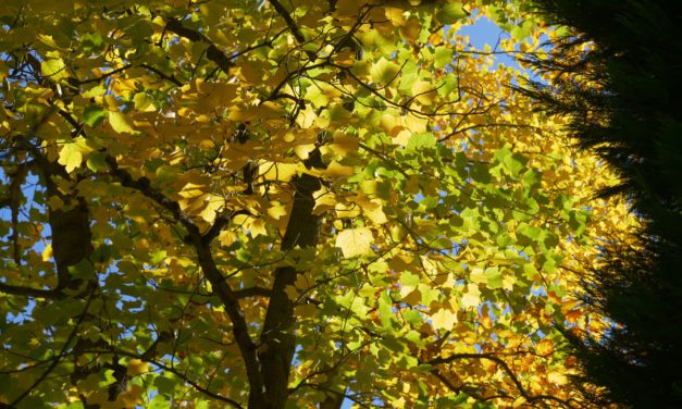 Den otevřených dveří v Arboretu ve fotografiích