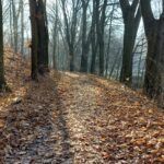 Místo chodníků a silnic asfaltujeme les