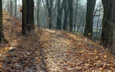 Místo chodníků a silnic asfaltujeme les