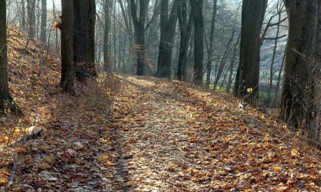 Místo chodníků a silnic asfaltujeme les