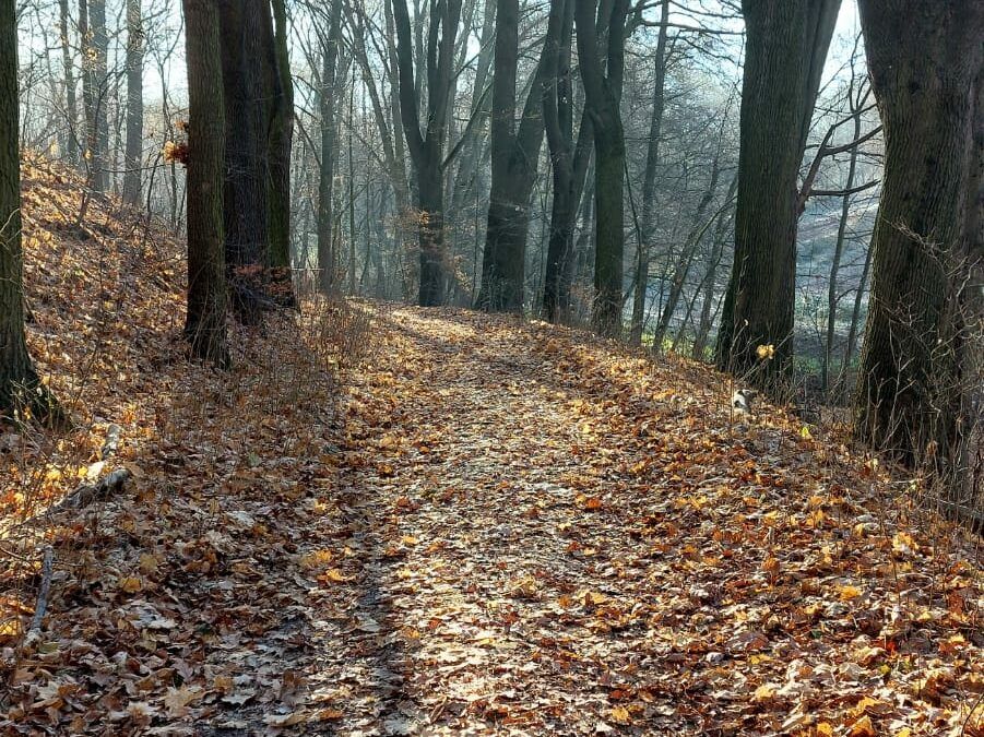 Místo chodníků a silnic asfaltujeme les